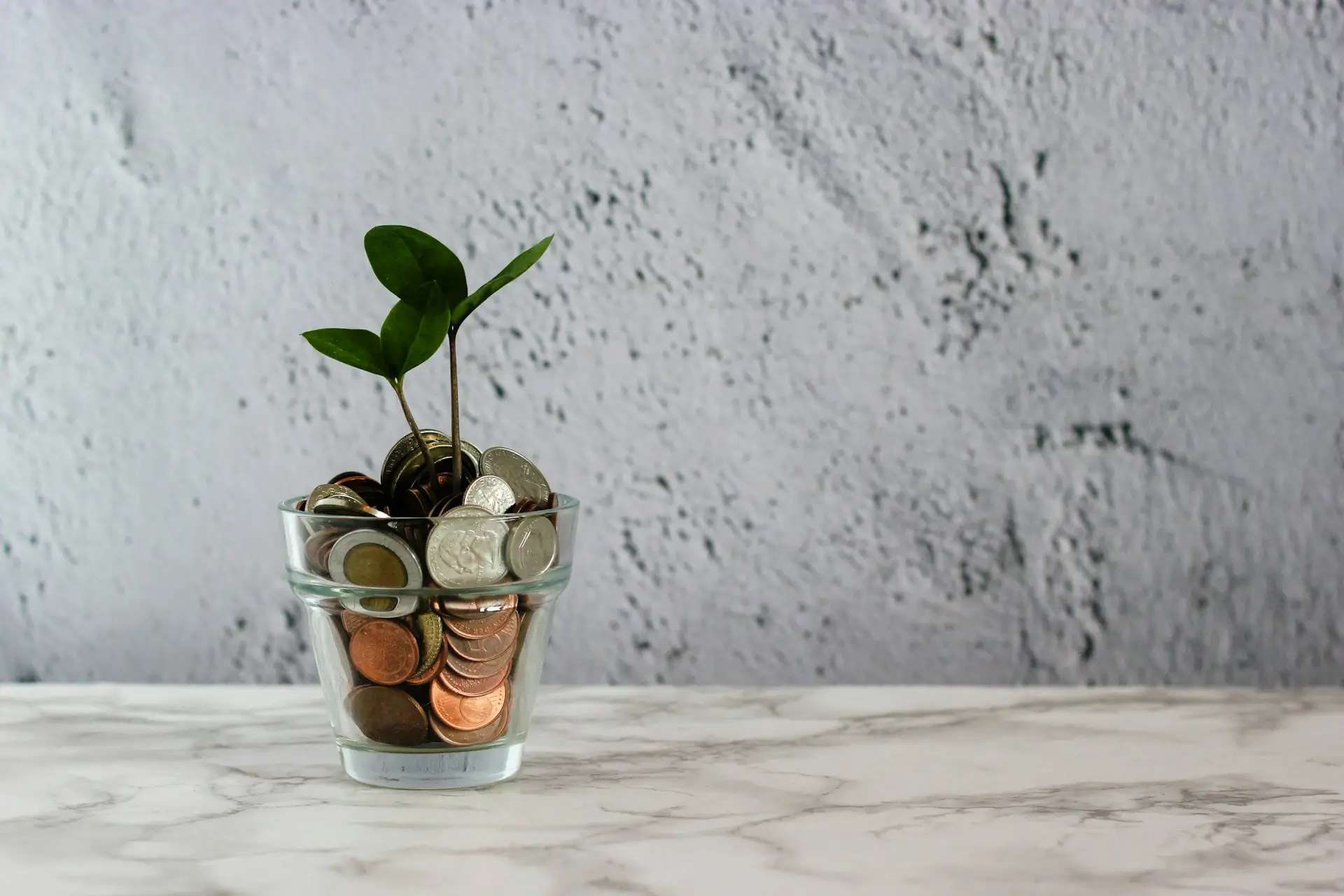 plant growing in a cup filled with coins